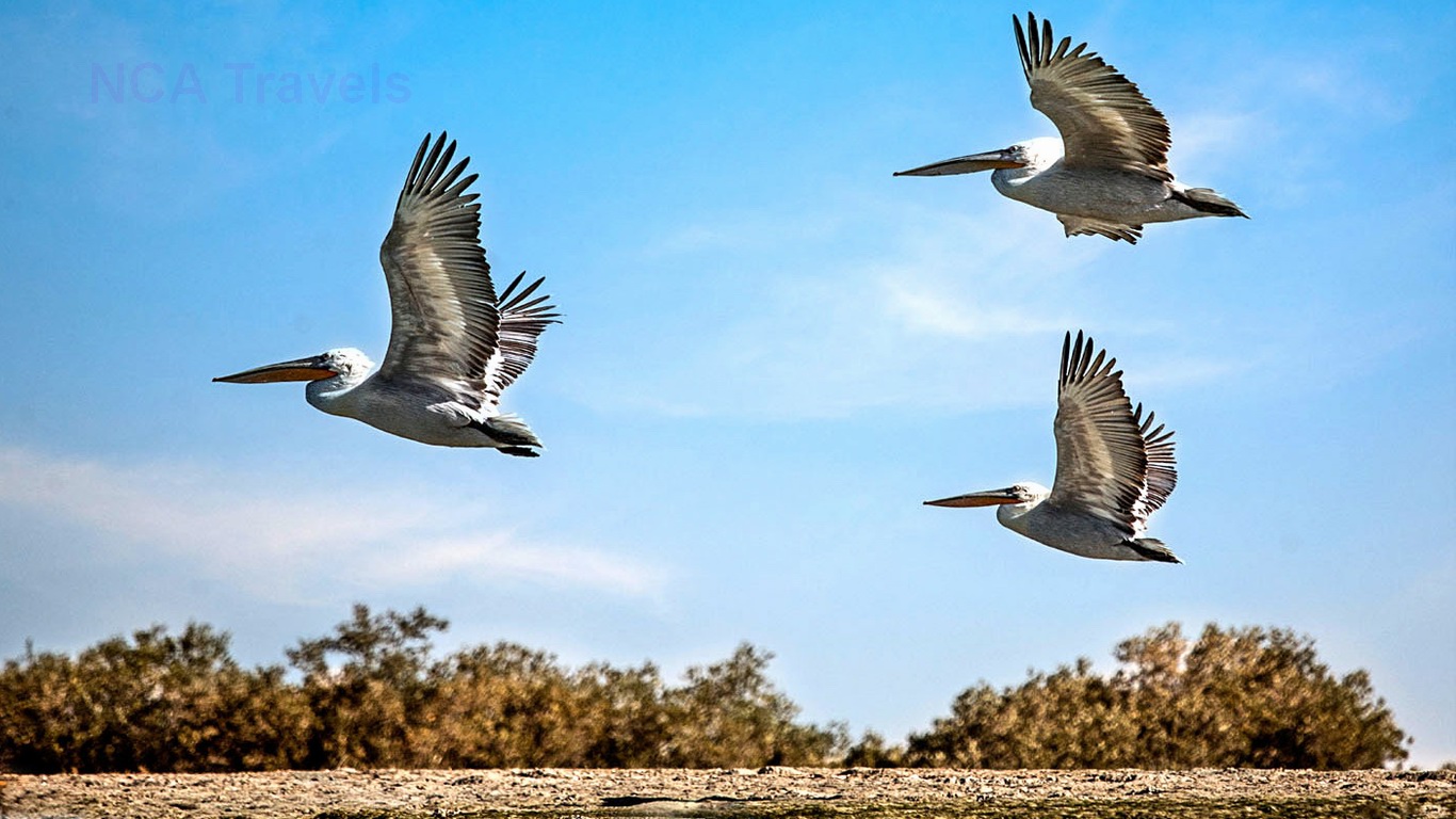 Shiraz & Gheshm Island Tour